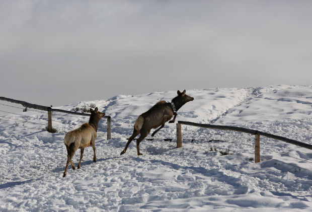 Elk Brucellosis Study